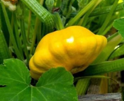 Patty Pan Squash (Yellow)