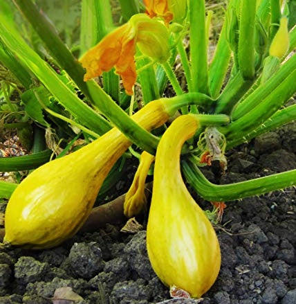 Early Crookneck Squash