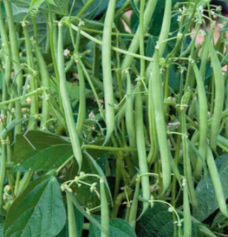 Strike Green Bean – Homestead Heart