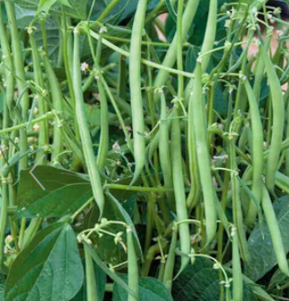 Strike Green Bean