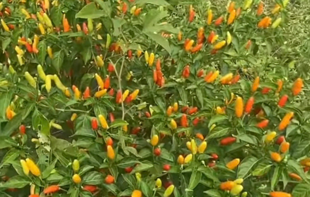 Tabasco Pepper