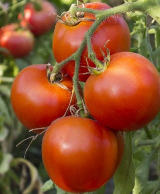 Arkansas Traveler Tomato