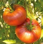 Brandywine Red Tomato