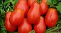 Italian Roma Tomato