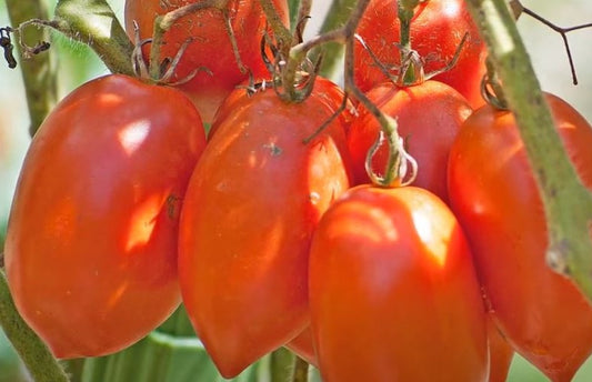 Opalka Paste Tomato