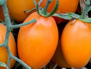 Orange Roma Tomato