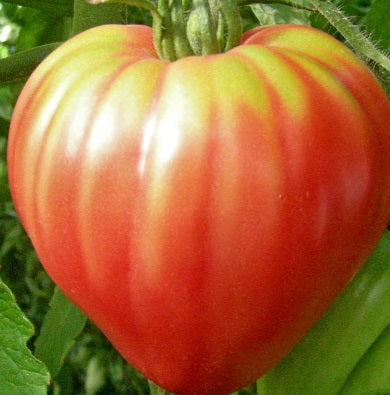 Pink Oxheart Tomato