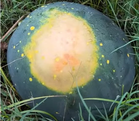 Moon and Stars Watermelon (Yellow Flesh)