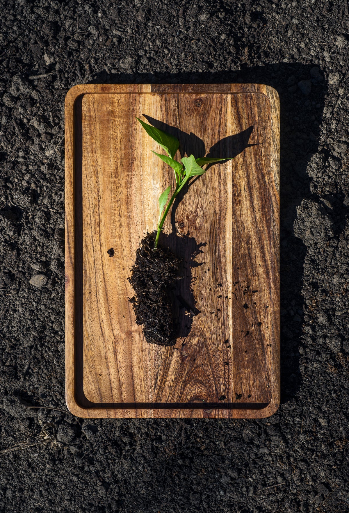 Homestead Heart Seeds